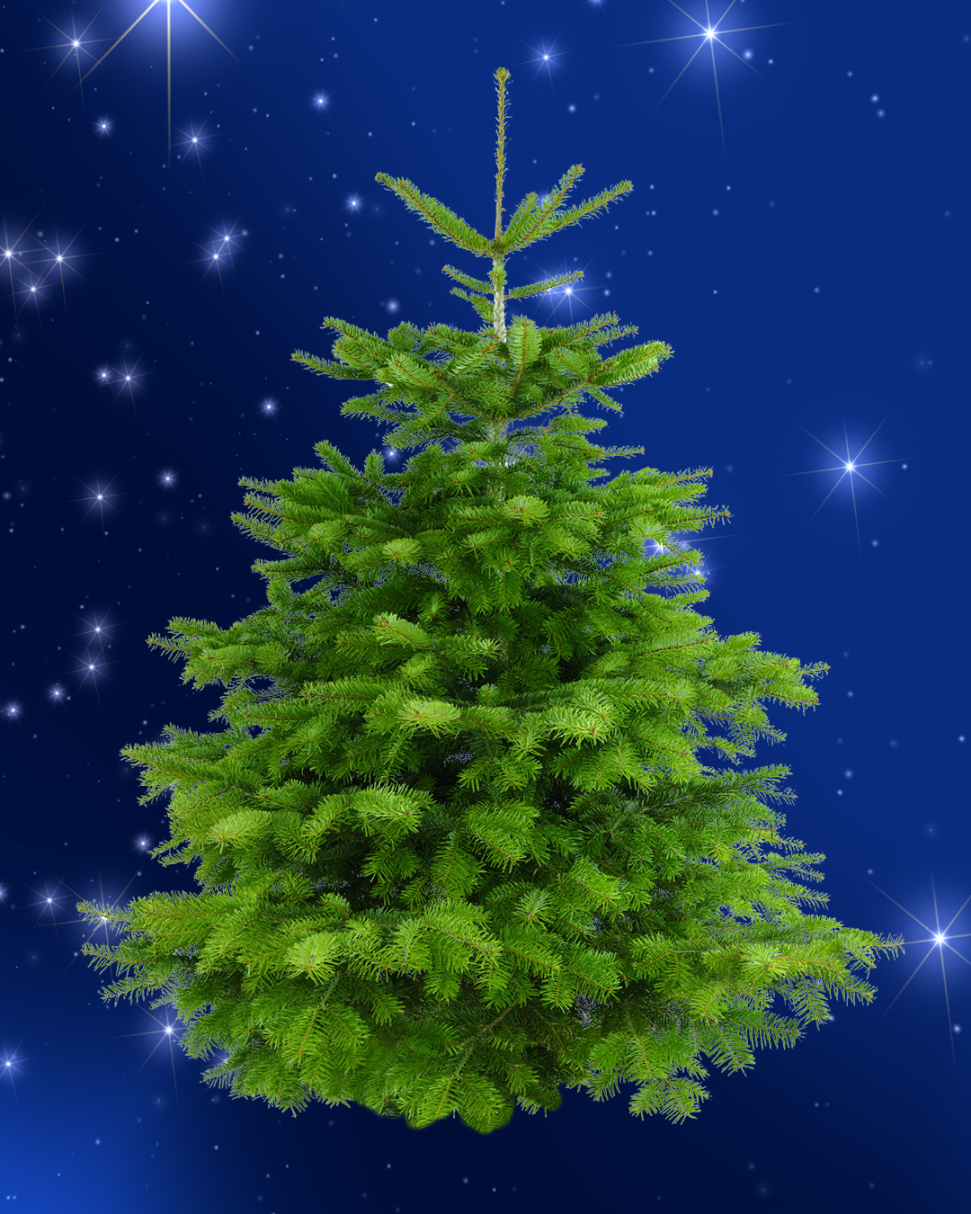 Christbaum